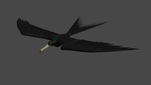 Frigate bird in fight basic Rigged preview image